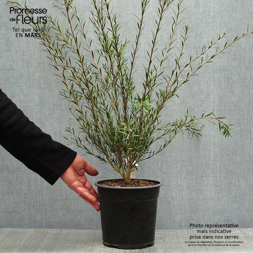 Exemplar von Callistemon rigidus - Zylinderputzer Topf mit 4L/5L wie im Frühjahr geliefert