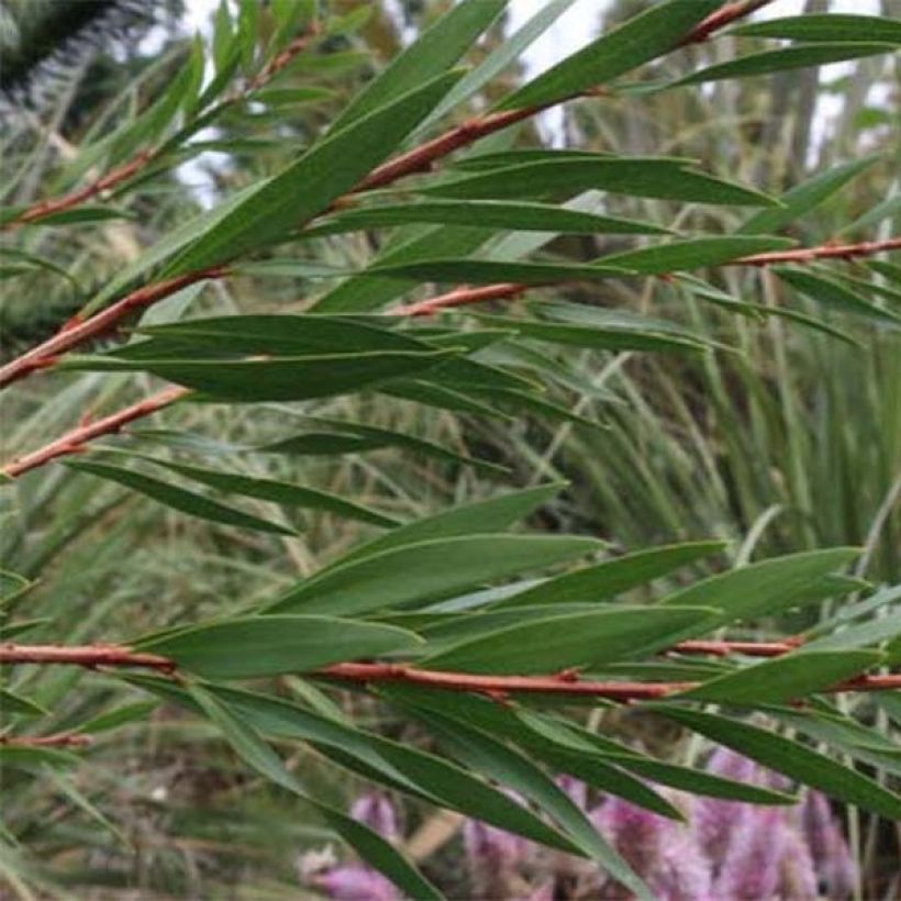 Callistemon salignus White - Zylinderputzer (Laub)