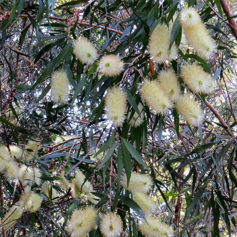 Callistemon salignus White - Zylinderputzer (Blüte)