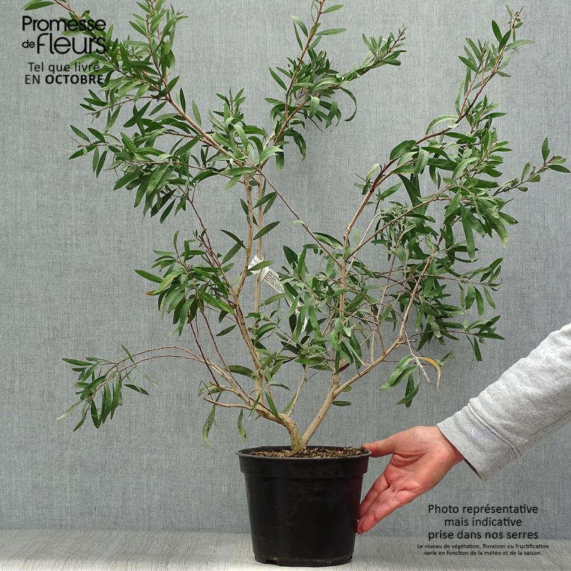 Exemplar von Callistemon salignus Perth Pink - Zylinderputzer Topf mit 4L/5L wie im Herbst geliefert