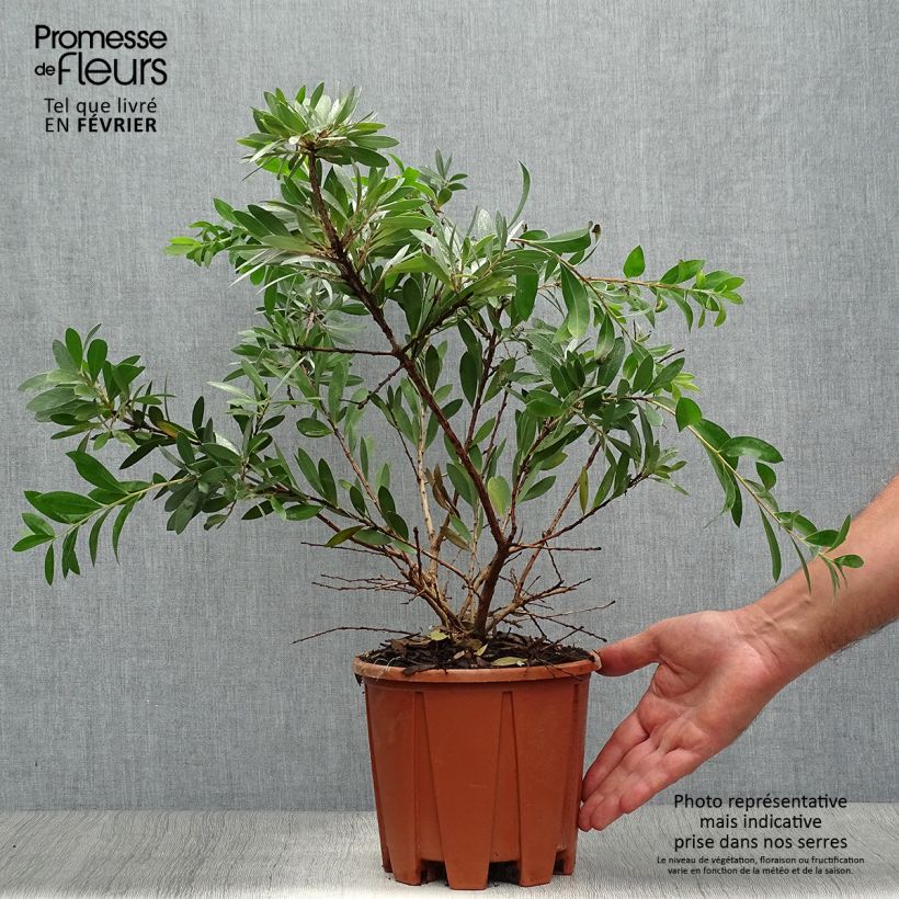 Exemplar von Callistemon salignus White - Zylinderputzer Topf mit 2L/3L wie im Herbst geliefert