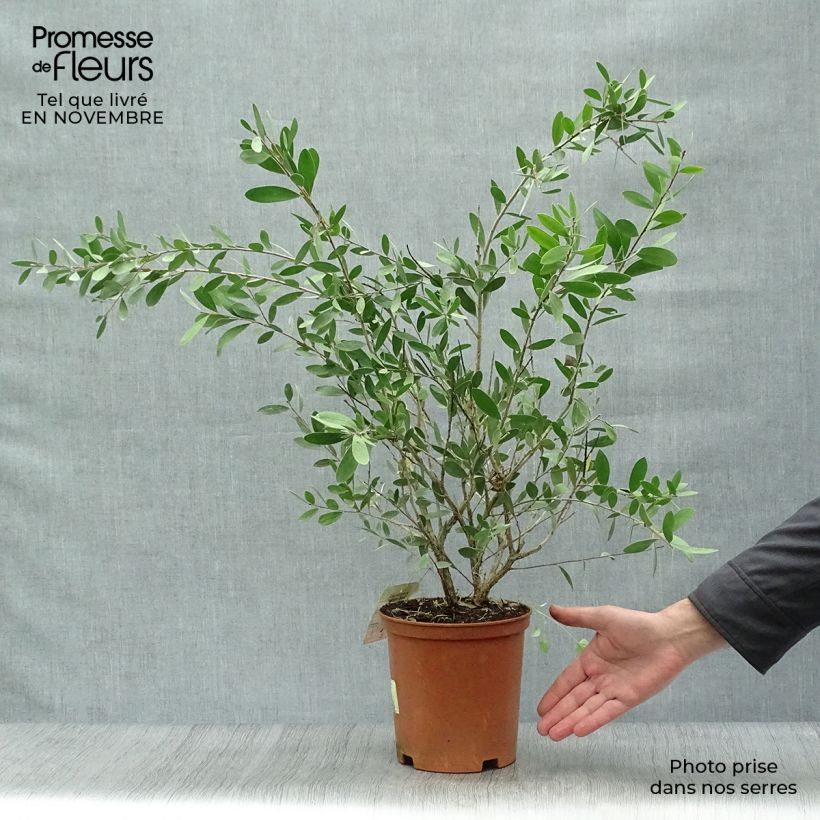 Exemplar von Callistemon viminalis Bright Pink - Zylinderputzer Topf mit 3L/4L wie im Herbst geliefert