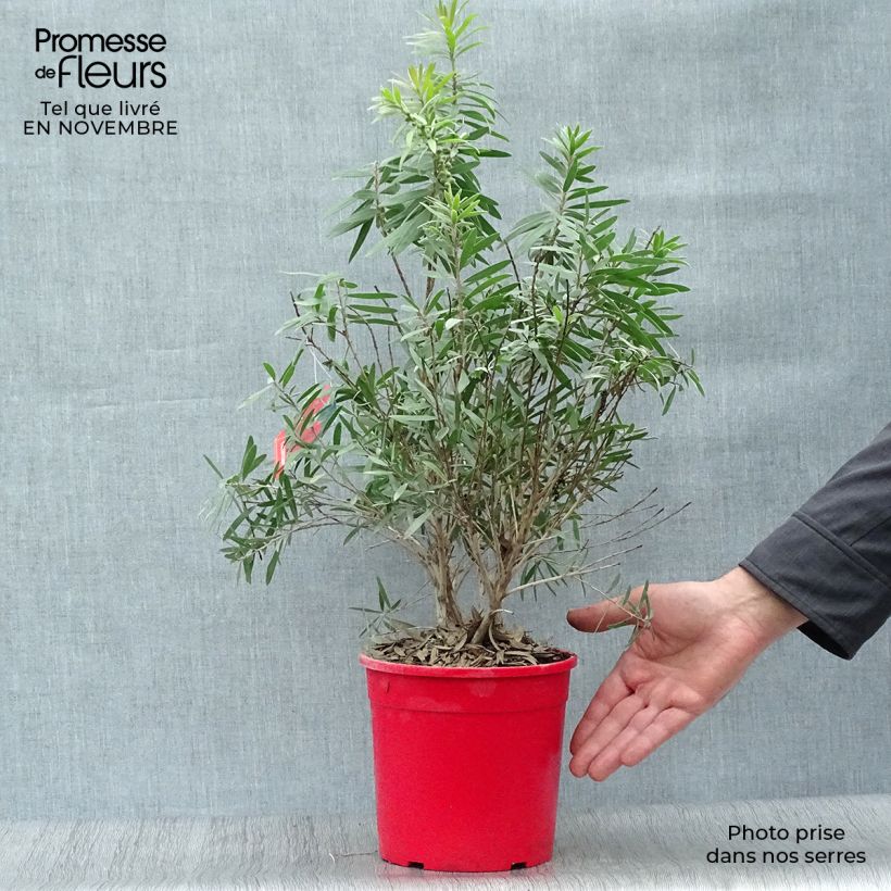 Exemplar von Callistemon viminalis Captain Cook - Zylinderputzer Topf mit 2L/3L wie im Herbst geliefert
