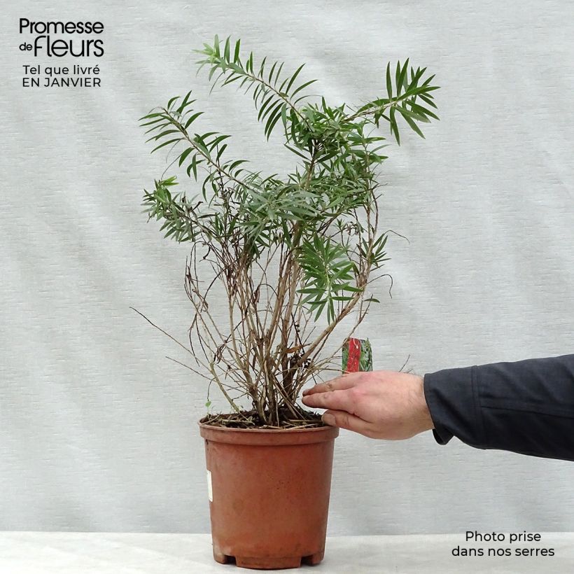 Exemplar von Callistemon viminalis Captain Cook - Zylinderputzer Topf mit 2L/3L wie im Winter geliefert