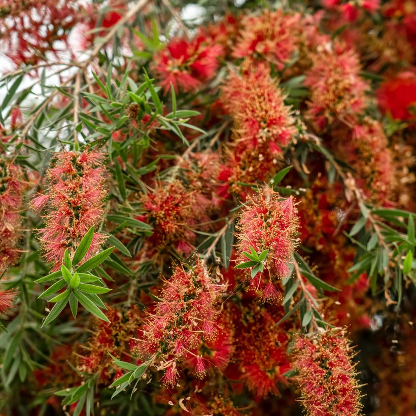 Callistemon viminalis Captain Cook - Zylinderputzer (Blüte)