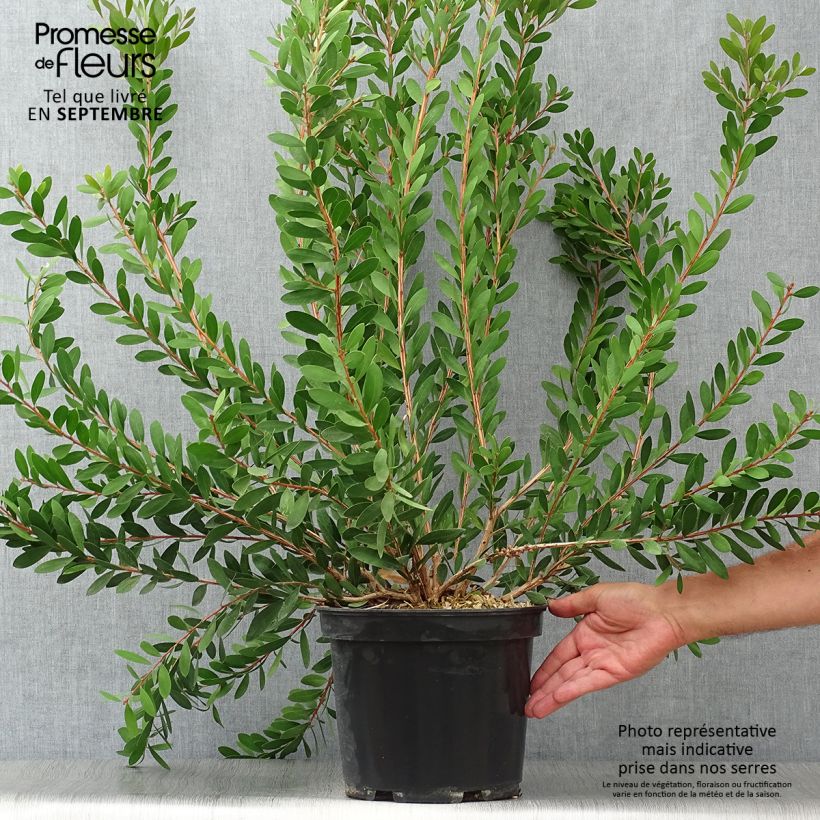 Exemplar von Callistemon viminalis Hot Pink - Zylinderputzer Topf mit 6L/7L wie im Herbst geliefert