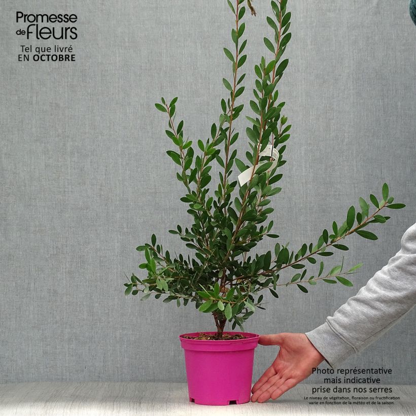 Exemplar von Callistemon viminalis Hot Pink - Zylinderputzer Topf mit 2L/3L wie im Herbst geliefert