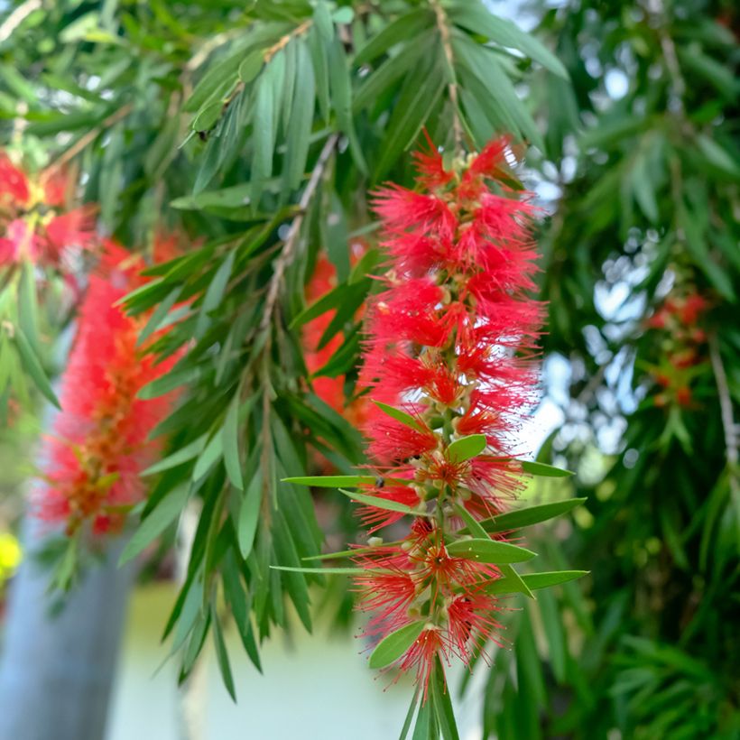 Callistemon viminalis - Zylinderputzer (Blüte)