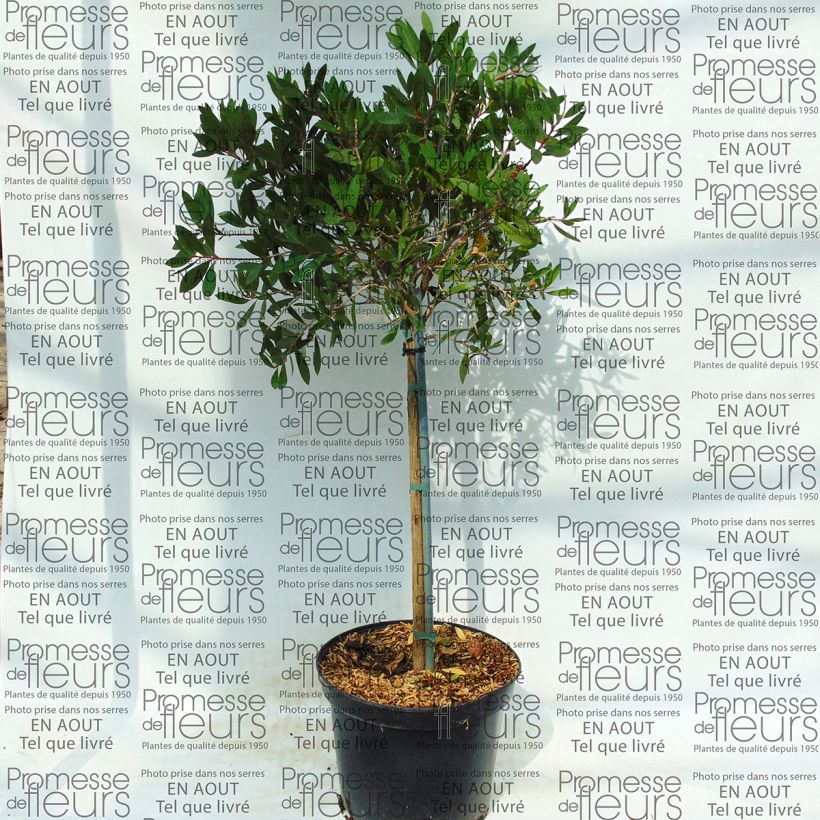 Beispiel eines Exemplars von Callistemon viminalis - Zylinderputzer Topf mit 4L/5L wie geliefert