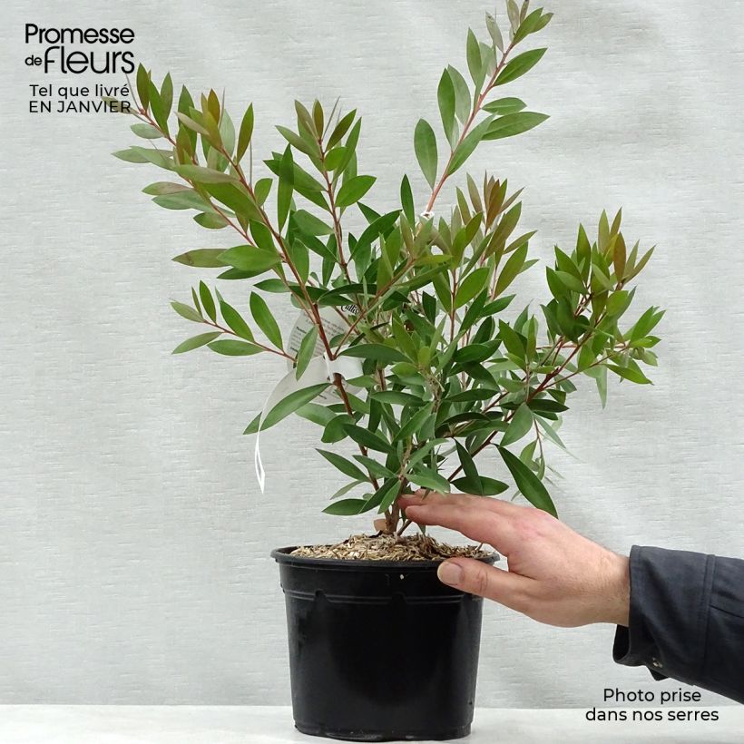 Exemplar von Callistemon laevis - Zylinderputzer Topf mit 1,5L/2L wie im Winter geliefert