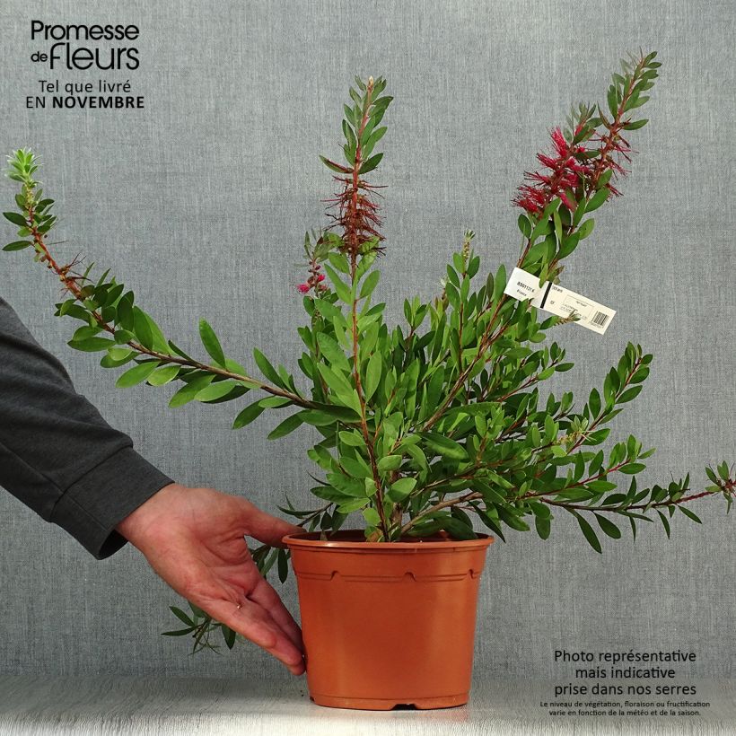 Exemplar von Callistemon laevis - Zylinderputzer Topf mit 1,5L/2L wie im Herbst geliefert