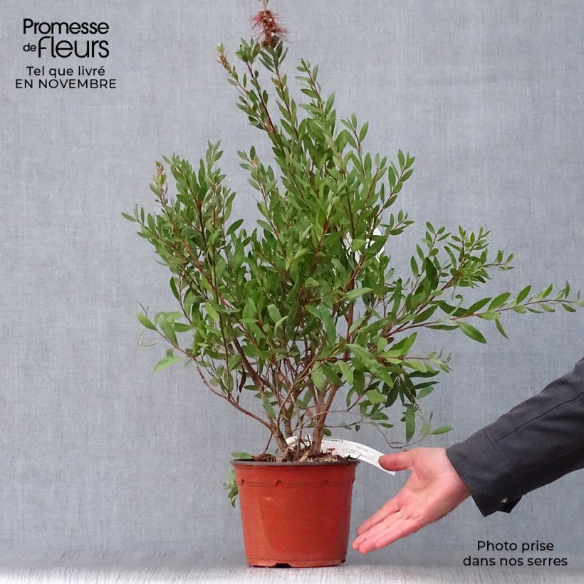 Exemplar von Callistemon laevis - Zylinderputzer Topf mit 3L/4L wie im Herbst geliefert
