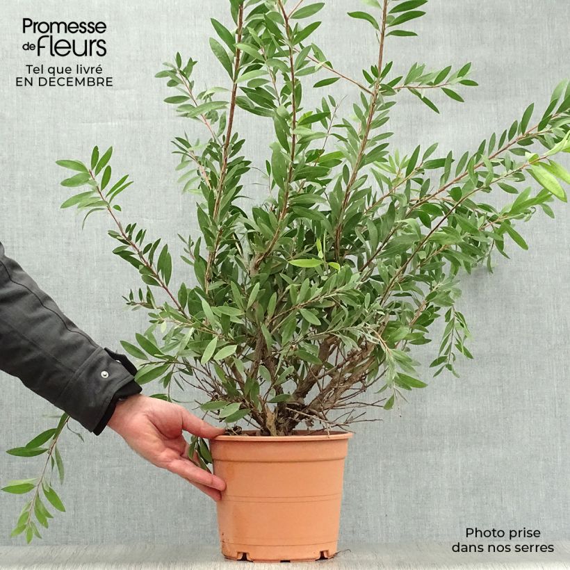 Exemplar von Callistemon laevis - Zylinderputzer Topf mit 3L/4L wie im Winter geliefert