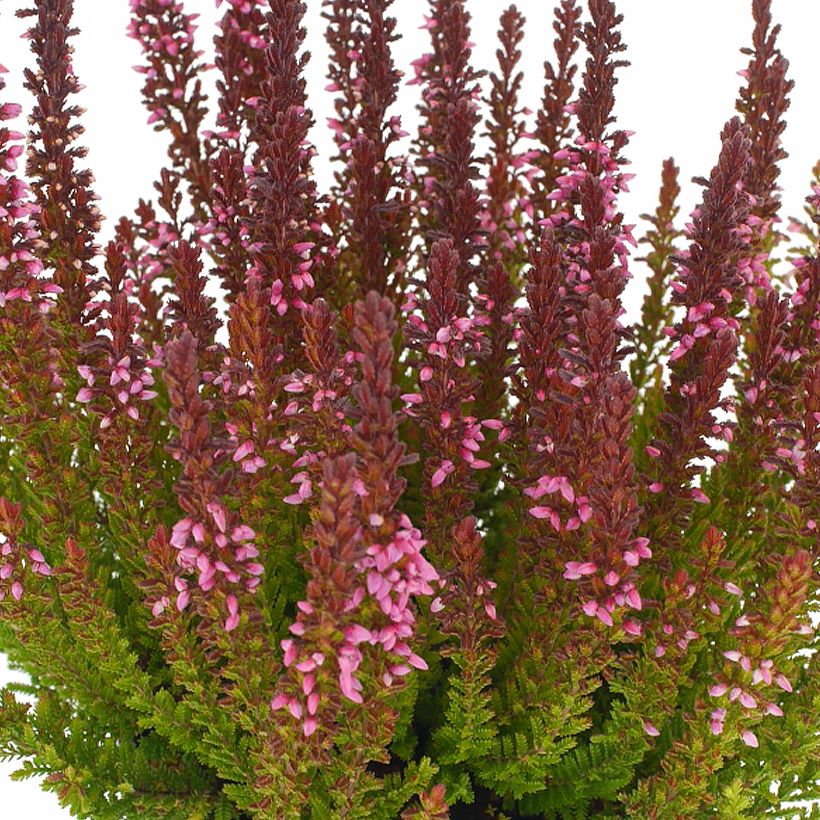 Besenheide Garden Girls Zorina - Calluna vulgaris (Blüte)