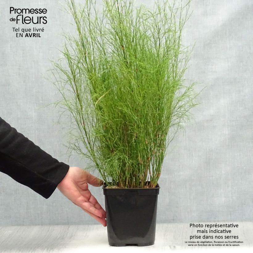 Exemplar von Calopsis paniculata Topf mit 2L/3L wie im Frühjahr geliefert