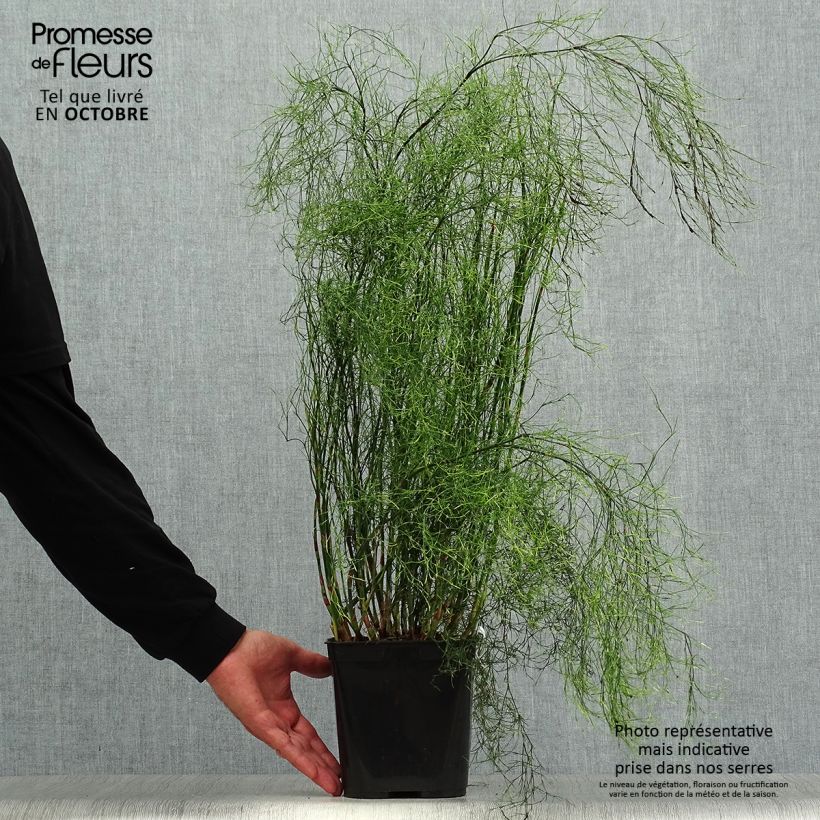 Exemplar von Calopsis paniculata Topf mit 2L/3L wie im Herbst geliefert