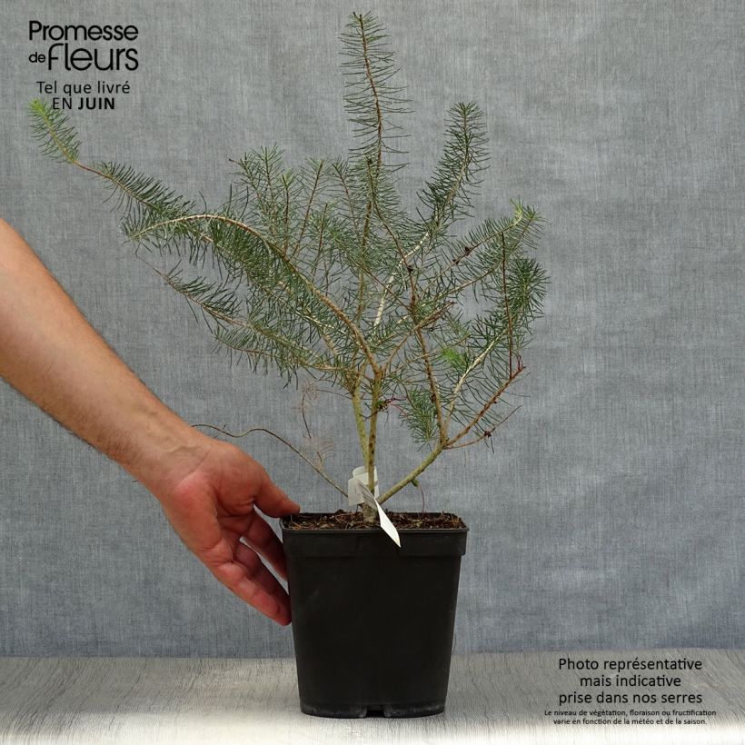 Exemplar von Calothamnus quadrifidus Grey Form Topf mit 4L/5L wie im Sommer geliefert