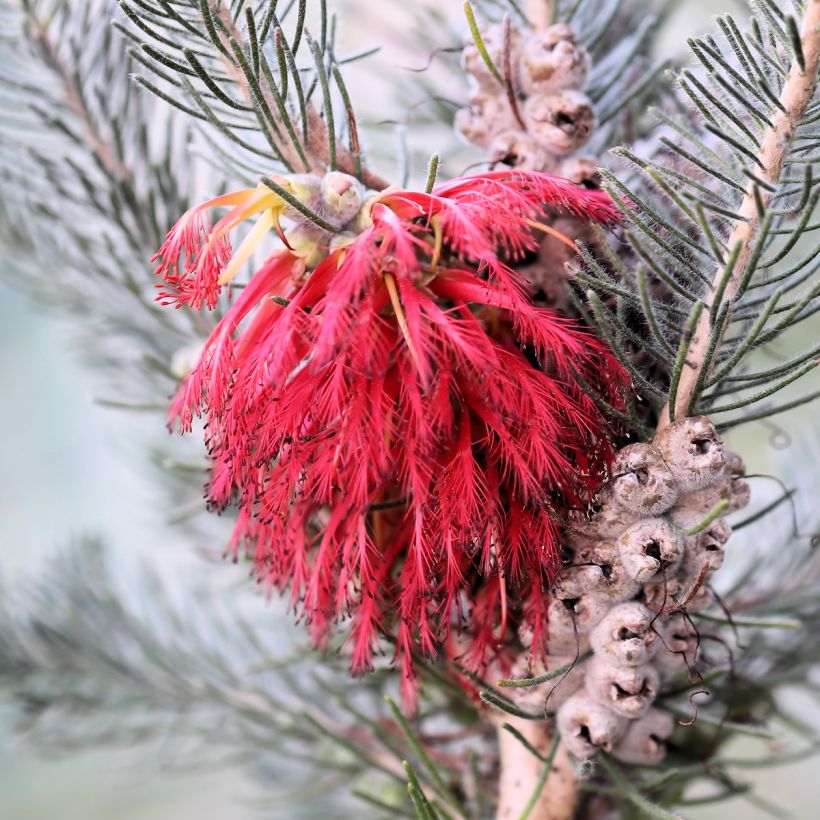 Calothamnus quadrifidus Grey Form (Blüte)
