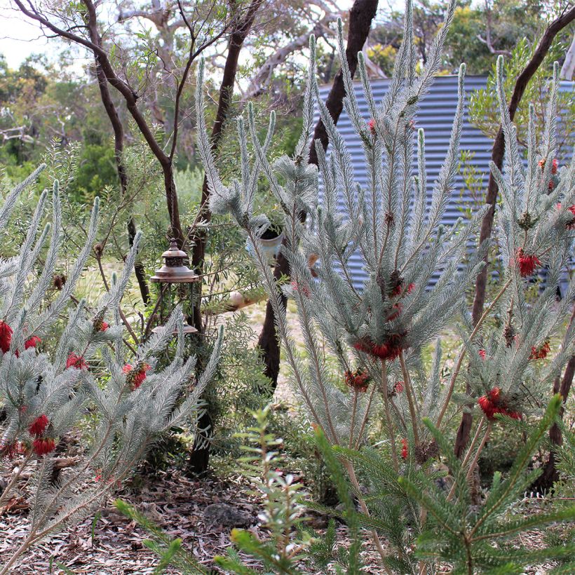 Calothamnus quadrifidus Grey Form (Hafen)