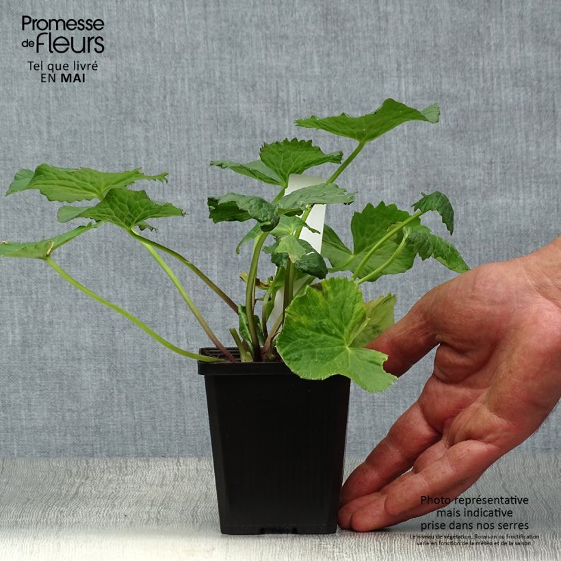 Exemplar von Caltha palustris Plena - Sumpf-Dotterblume Kleine Töpfe von 8/9 cm wie im Frühjahr geliefert