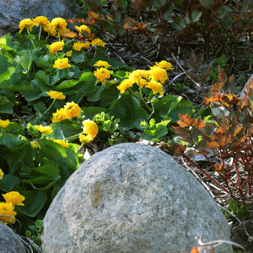 Caltha palustris Plena - Sumpf-Dotterblume (Hafen)
