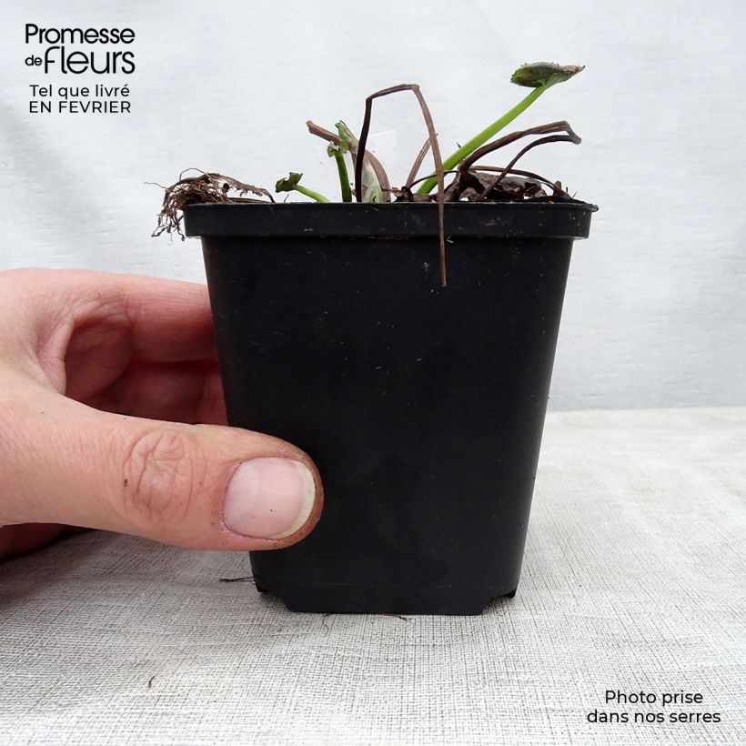 Exemplar von Caltha palustris Polypetala - Sumpf-Dotterblume Kleine Töpfe von 8/9 cm wie im Winter geliefert