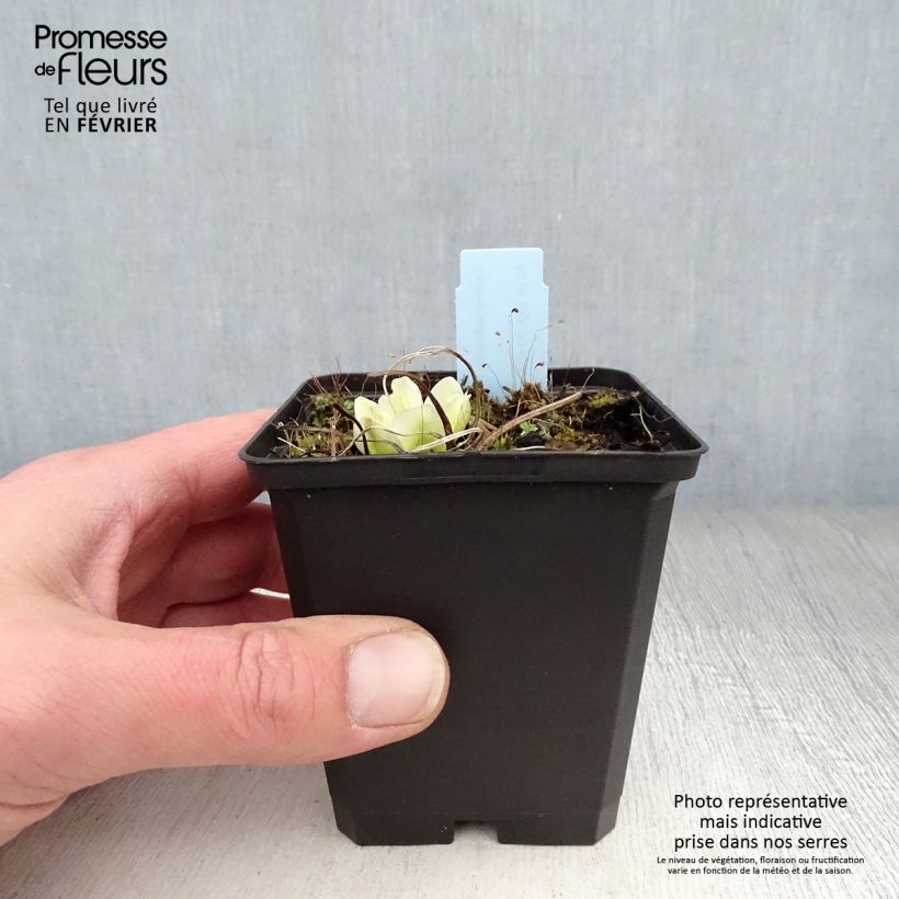 Exemplar von Caltha palustris var. alba - Sumpf-Dotterblume Kleine Töpfe von 8/9 cm wie im Winter geliefert