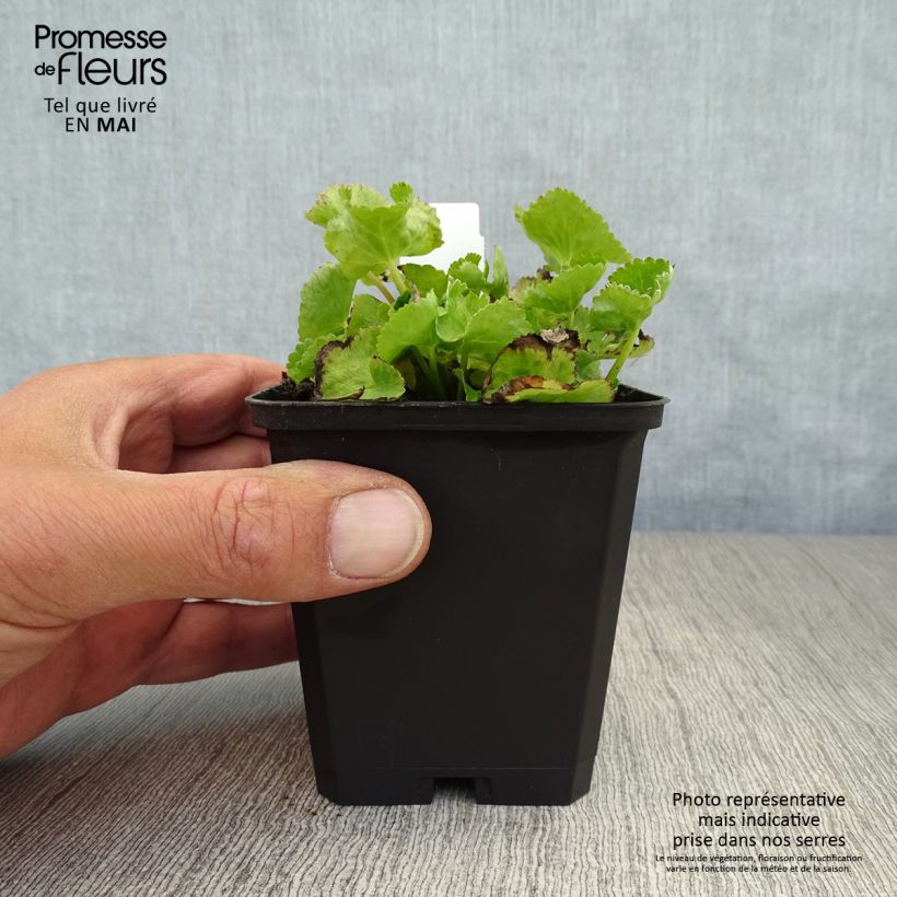 Exemplar von Caltha palustris var. alba - Sumpf-Dotterblume Kleine Töpfe von 8/9 cm wie im Frühjahr geliefert