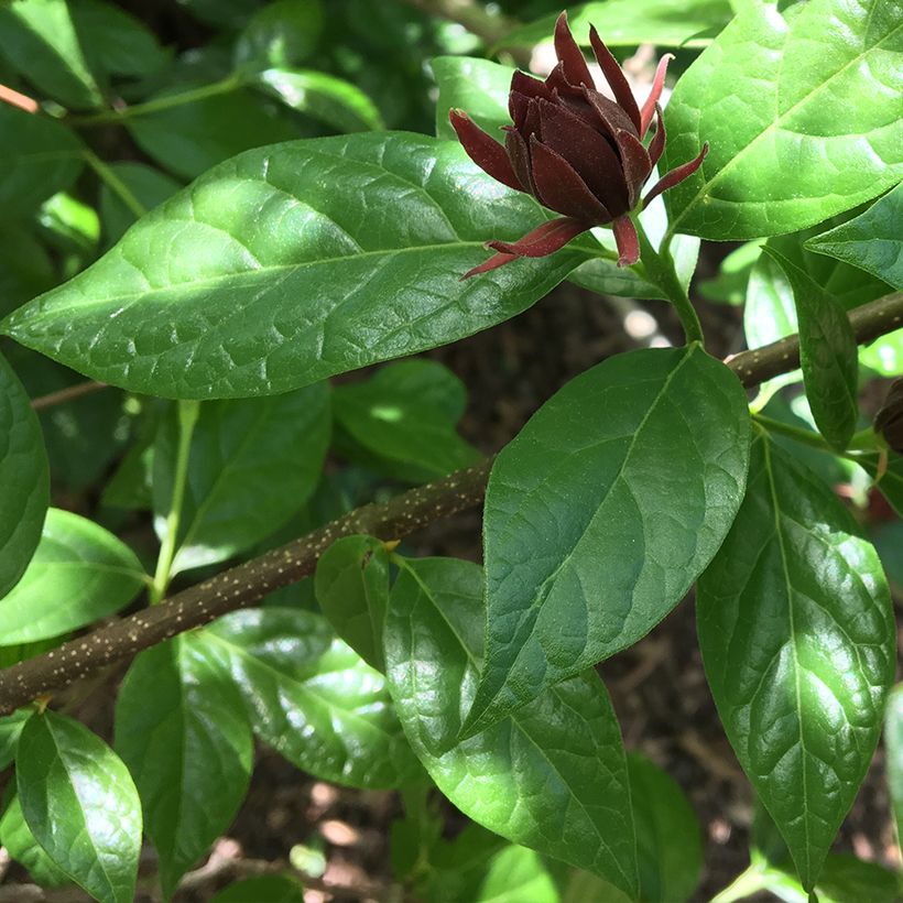Calycanthus floridus Michael Lindsay - Echter Gewürzstrauch (Laub)