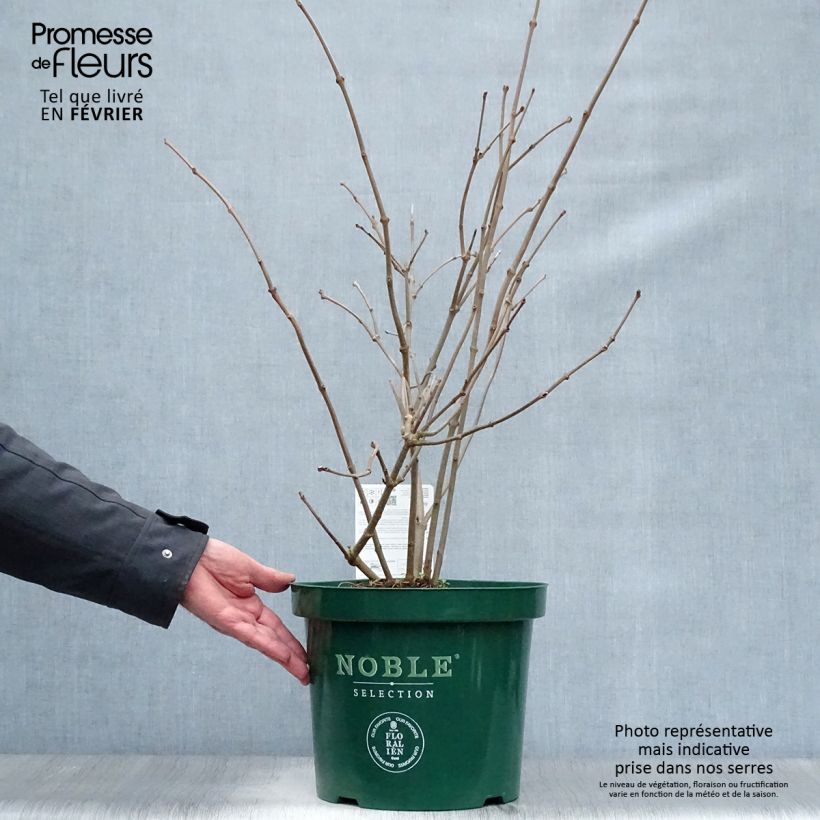 Exemplar von Calycanthus raulstonii Venus - Gewürzstrauch Topf mit 7,5L/10L wie im Winter geliefert