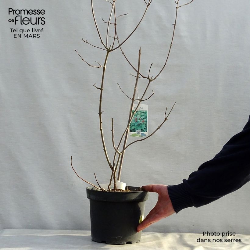 Exemplar von Calycanthus floridus - Echter Gewürzstrauch Topf mit 4L/5L wie im Frühjahr geliefert