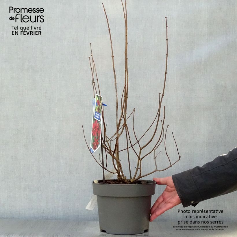 Exemplar von Calycanthus floridus - Echter Gewürzstrauch Topf mit 4L/5L wie im Winter geliefert