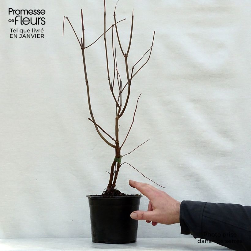 Exemplar von Calycanthus floridus - Echter Gewürzstrauch Topf mit 2L/3L wie im Winter geliefert