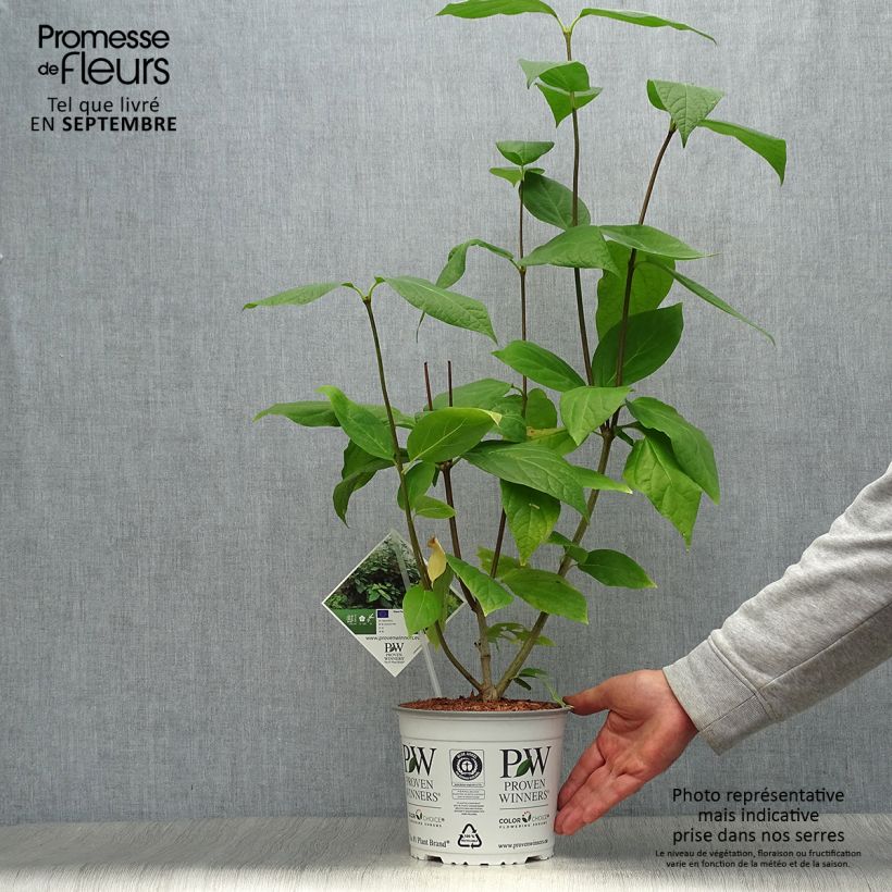 Exemplar von Calycanthus raulstonii Aphrodite - Gewürzstrauch Topf mit 2L/3L wie im Herbst geliefert