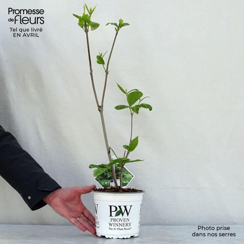 Exemplar von Calycanthus raulstonii Aphrodite - Gewürzstrauch Topf mit 2L/3L wie im Frühjahr geliefert