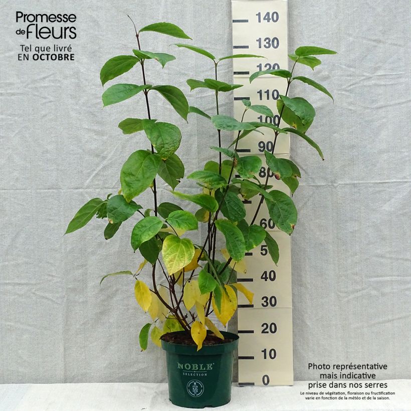 Exemplar von Calycanthus raulstonii Hartlage Wine - Gewürzstrauch Topf mit 7,5L/10L wie im Herbst geliefert