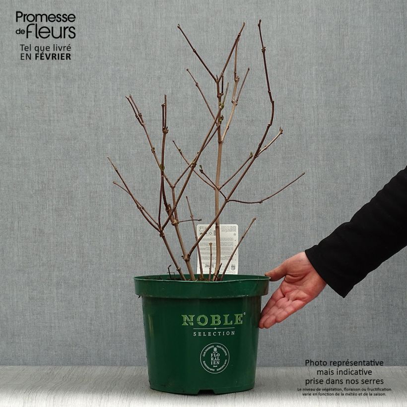 Exemplar von Calycanthus raulstonii Hartlage Wine - Gewürzstrauch Topf mit 7,5L/10L wie im Winter geliefert