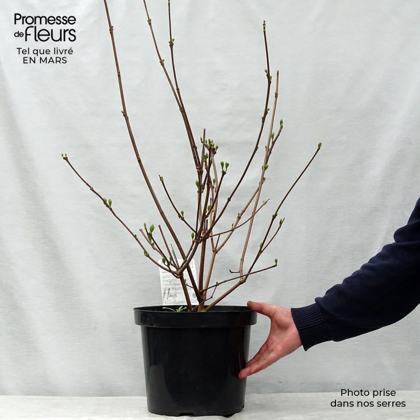 Exemplar von Calycanthus raulstonii Hartlage Wine - Gewürzstrauch Topf mit 7,5L/10L wie im Frühjahr geliefert