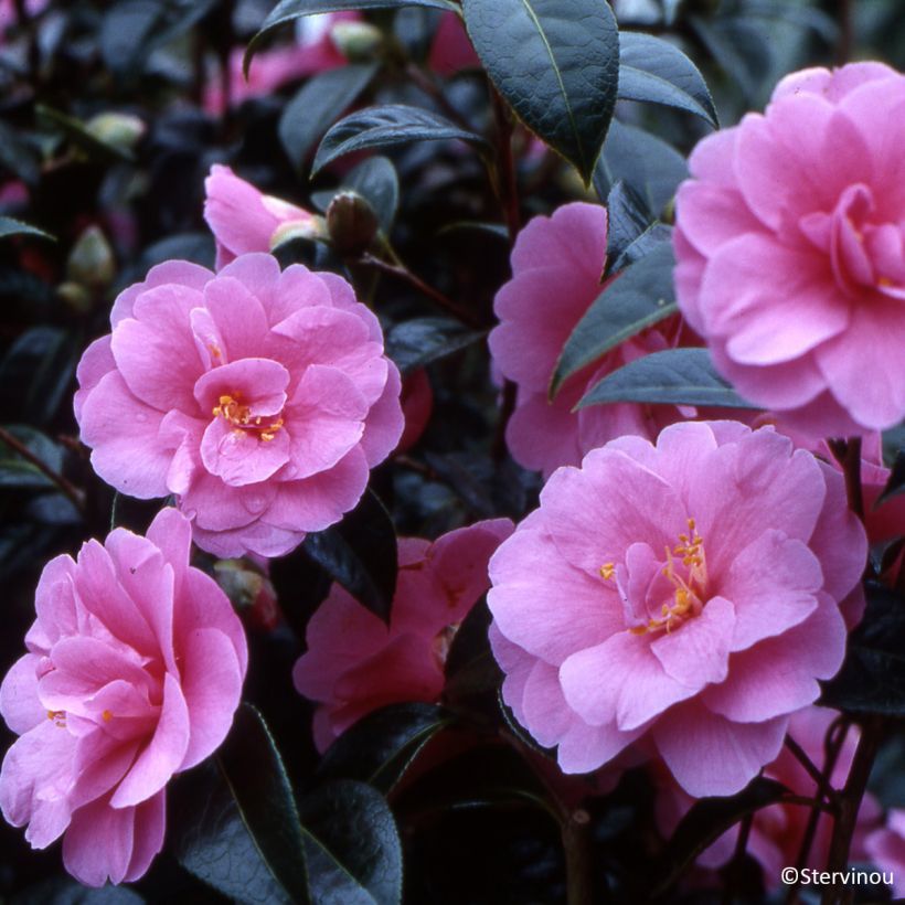 Camellia reticulata Inspiration - Kamelie (Blüte)