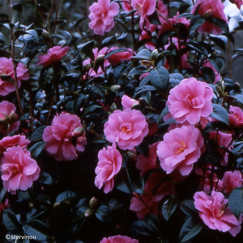 Camellia reticulata Inspiration - Kamelie (Wuchs)