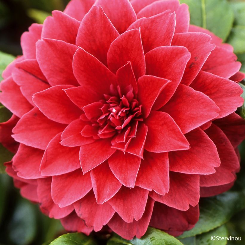 Camellia Manuroa Road - Japanische Kamelie (Blüte)