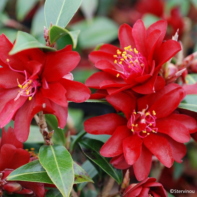 Camellia williamsii Night Rider - Kamelie (Blüte)