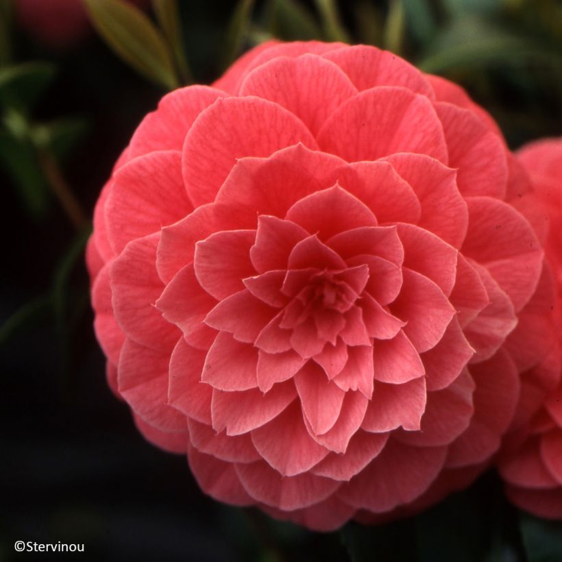 Camellia Spring Formal - Japanische Kamelie (Blüte)