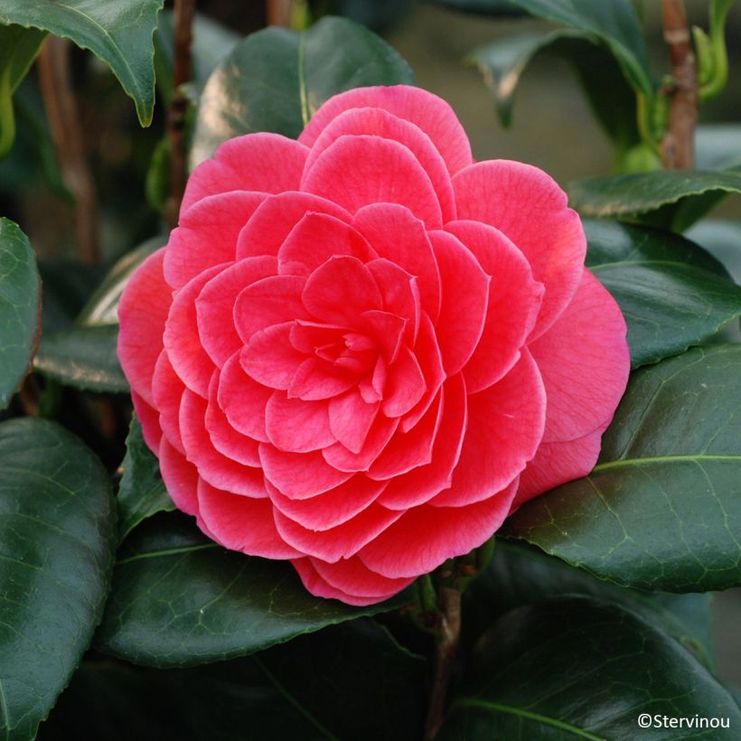 Camellia Tada Meibi - Japanische Kamelie (Blüte)