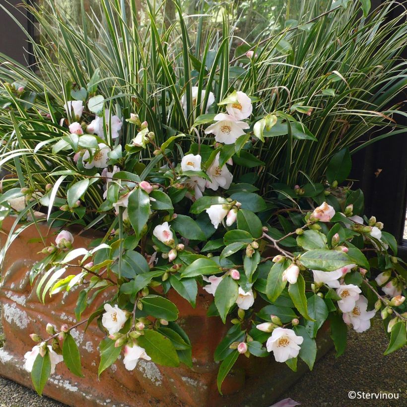 Camellia Quintessence - Kamelie (Wuchs)