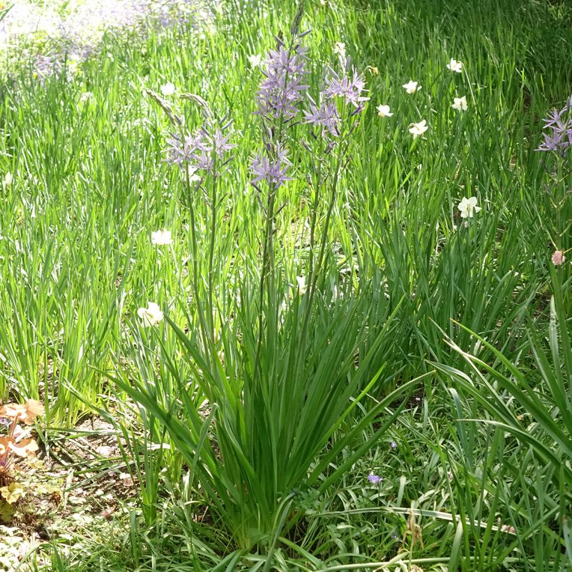 Camassia leichtlinii subsp. suksdorfii Caerulea - Prärielilie (Hafen)