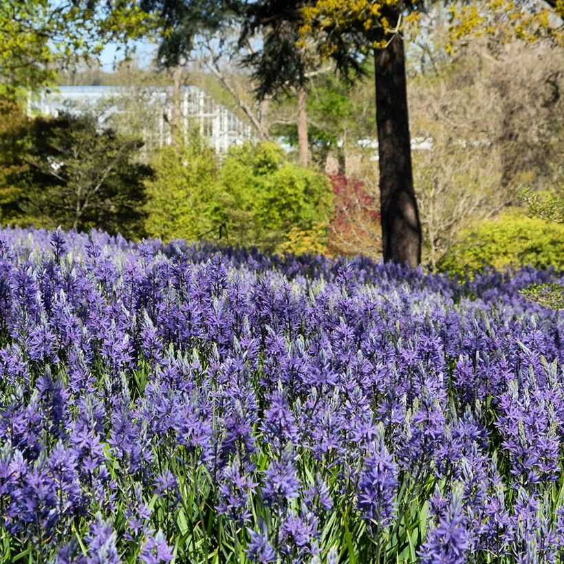 Camassia quamash Blue Melody - Prärielilie (Hafen)