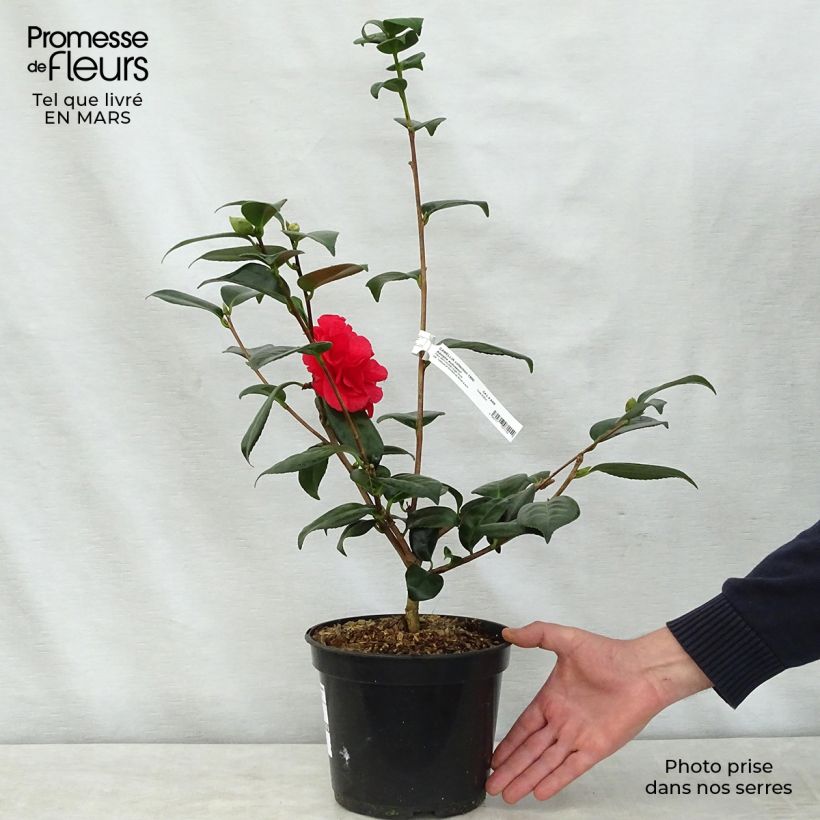 Exemplar von Camellia Adolphe Audusson - Japanische Kamelie Topf mit 4L/5L wie im Frühjahr geliefert