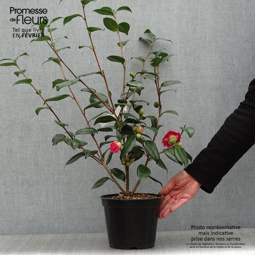 Exemplar von Camellia Adolphe Audusson - Japanische Kamelie Topf mit 4L/5L wie im Winter geliefert