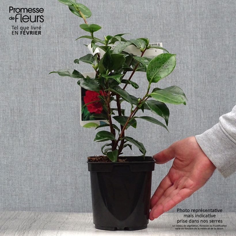 Exemplar von Camellia Blood of China - Japanische Kamelie Topf mit 2L/3L wie im Herbst geliefert